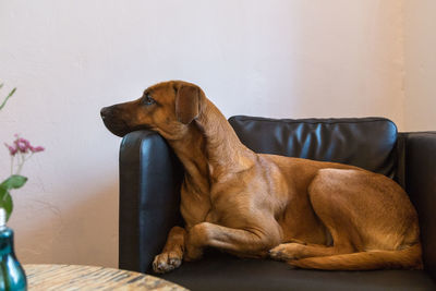 Dog relaxing at home