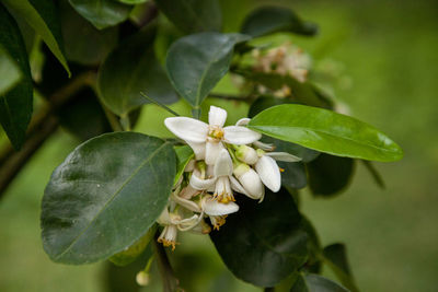 Close-up of white flowering plant