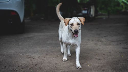 Portrait of dog on road