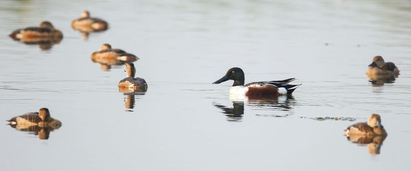 Ducks swimming in lake