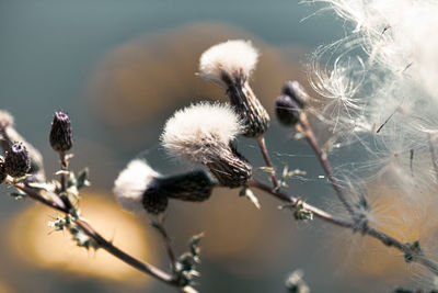 Close-up of white flowering plant