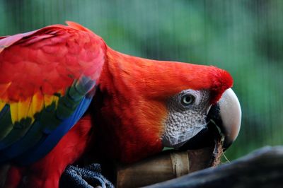 Close-up of a parrot