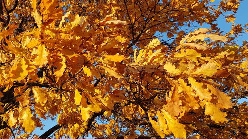 Close-up of yellow maple leaves on tree