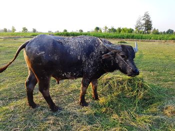 Horse standing on field against clear sky