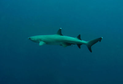 Fish swimming in sea