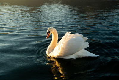 Swan swimming in lake