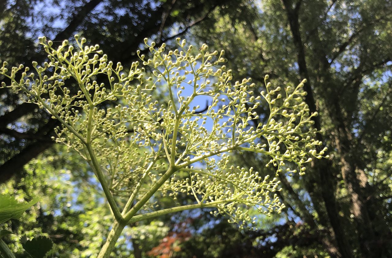 LOW ANGLE VIEW OF FLOWERING PLANTS AGAINST TREES