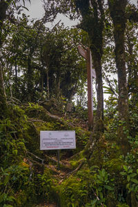 Information sign on tree trunk in forest