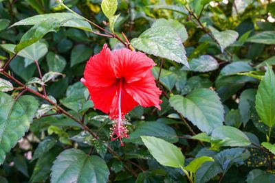 Close-up of red hibiscus blooming outdoors