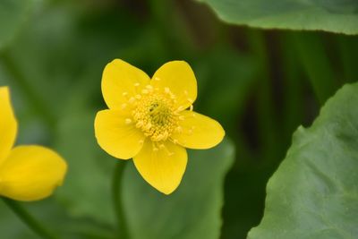 Close-up of yellow flowering plant