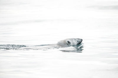 Polar bear swimming in sea