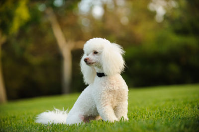 White dog on field