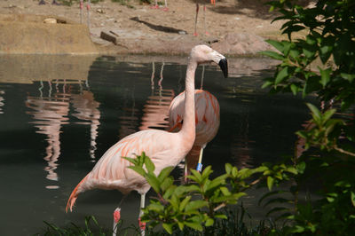 Birds perching on a lake