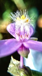 Close-up of purple flower blooming outdoors