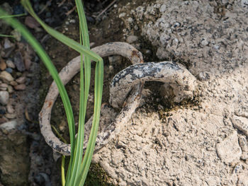 Close-up of lizard on ground