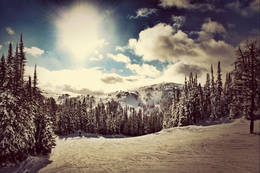 PANORAMIC VIEW OF PINE TREES ON SNOW COVERED LAND AGAINST SKY