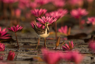 Close-up of pink flower