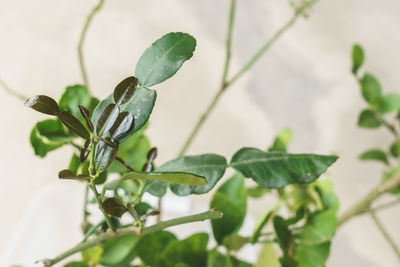 Close-up of fresh green plant