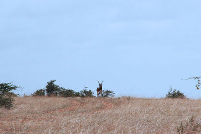 Blackbuck in an open field