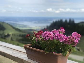 Potted plant great view landscape , view from alm