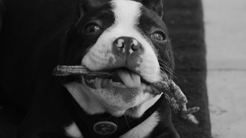 Close-up portrait of dog