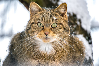 Close-up portrait of cat