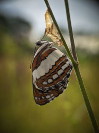 New born butterfly