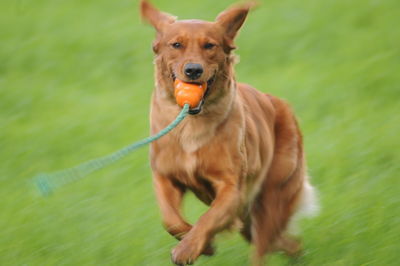 Portrait of a dog running on grassland