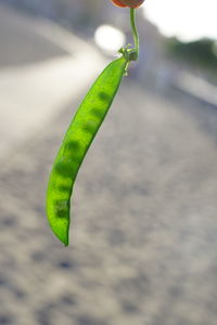 Close-up of green leaf