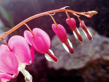 Close-up of pink flowers blooming outdoors