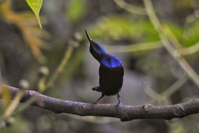 Close-up of bird perching on branch