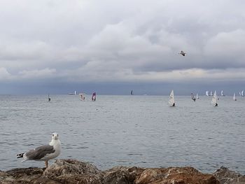 Seagulls flying over beach against sky