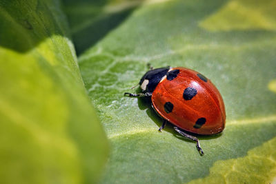 Close-up of ladybug on leaf