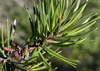 Close-up of pine tree branch