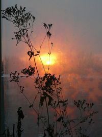 Silhouette tree against orange sky