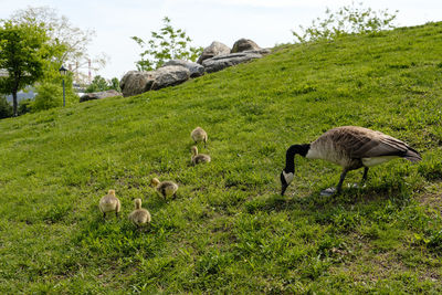 View of sheep grazing on field