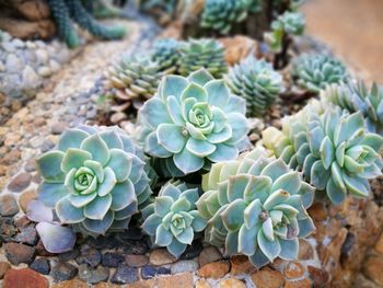 High angle view of succulent plant