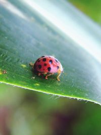 Close-up of ladybug on leaf