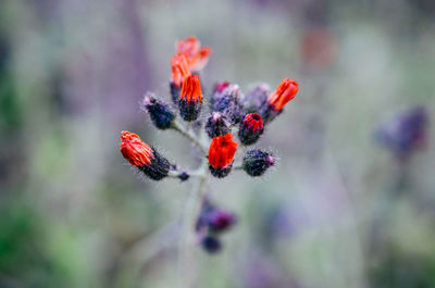 Close-up of purple flowering plant