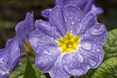 Close-up of wet purple flower blooming outdoors