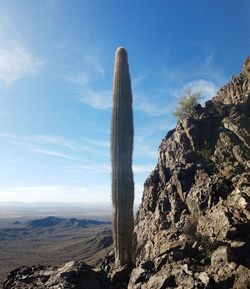 Low angle view of cactus against sky