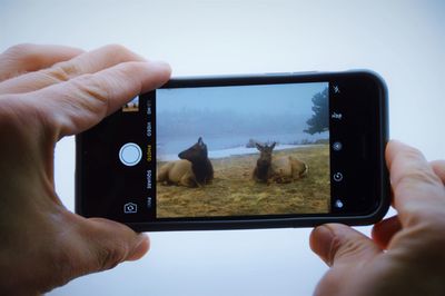Cropped hands of person photographing animals through mobile phone against sky