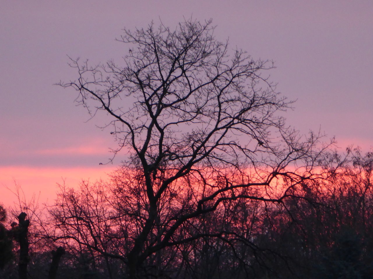 tree, sunset, bare tree, nature, sky, beauty in nature, no people, branch, tranquil scene, outdoors, pink color, tranquility, growth, scenics, day