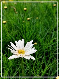 Close-up of white flowers blooming in field