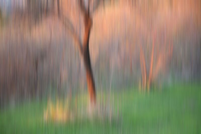 Full frame shot of trees on field