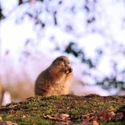 Close-up of an animal on rock