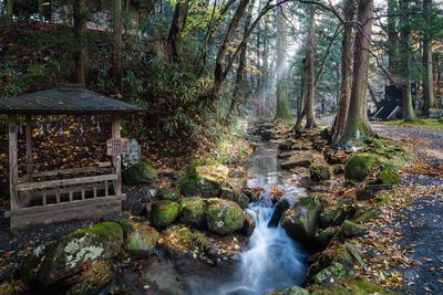 View of waterfall in forest