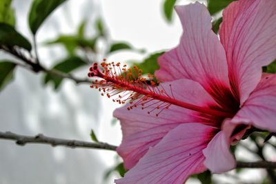 Close-up of pink hibiscus on plant