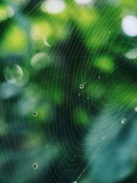 Close-up of spider web