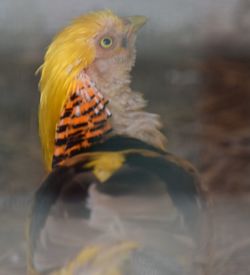 Close-up of birds